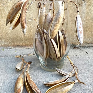 Trumpet Vine Pods Dried Campsis Radicans Seeds Rustic Floral Arranging Natural Curiosities Wreath/Garland & Bowl/Vase/Jar Filler pod clusters