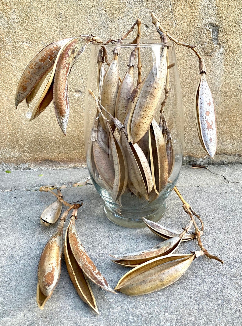 Trumpet Vine Pods Dried Campsis Radicans Seeds Rustic Floral Arranging Natural Curiosities Wreath/Garland & Bowl/Vase/Jar Filler pod clusters