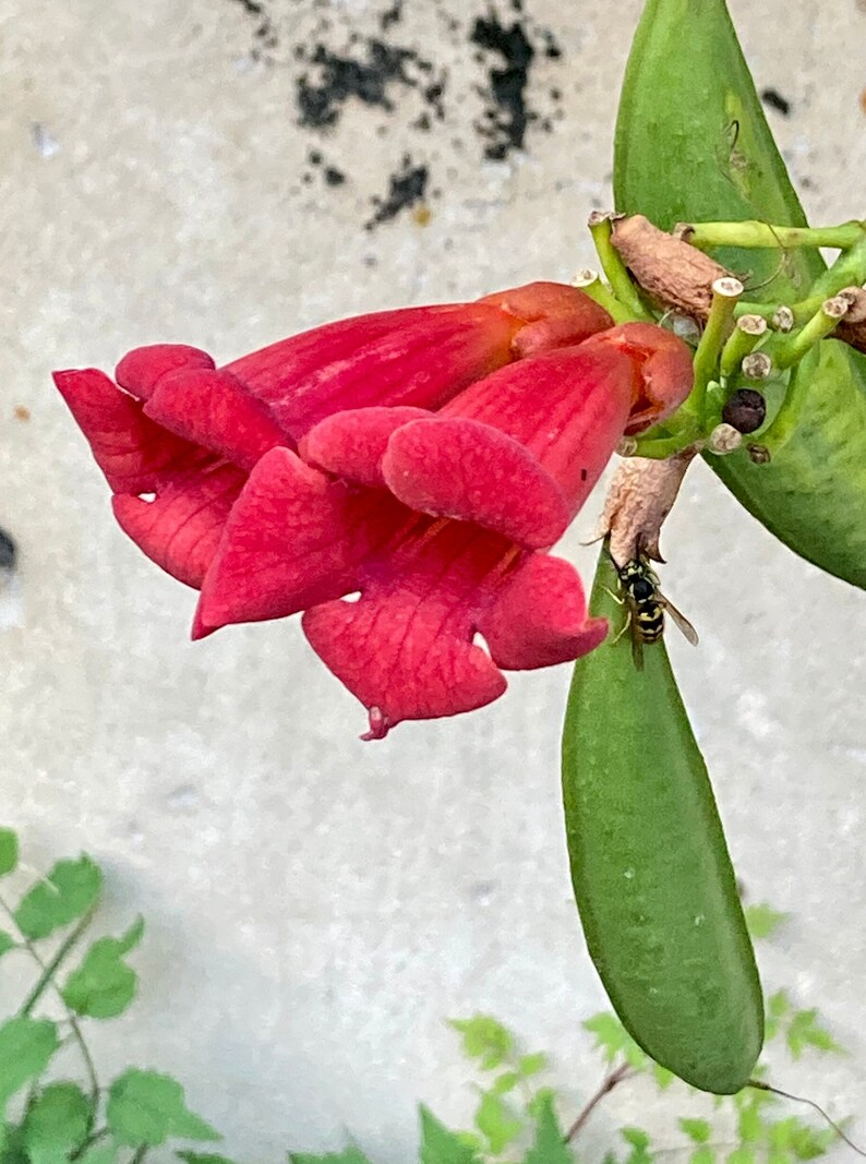 Trumpet Vine Pods Dried Campsis Radicans Seeds Rustic Floral Arranging Natural Curiosities Wreath/Garland & Bowl/Vase/Jar Filler image 10