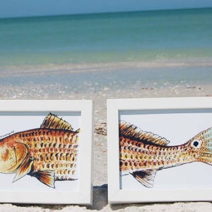 May include: Two framed illustrations of redfish, one showing the full fish and the other showing just the tail fin. The fish are depicted in a realistic style with detailed scales and fins. The frames are white and the background is a sandy beach.