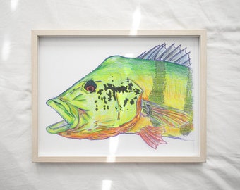 PEACOCK BASS   - paper print