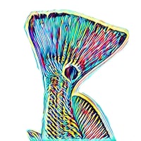 Redfish - on Canvas - Etsy