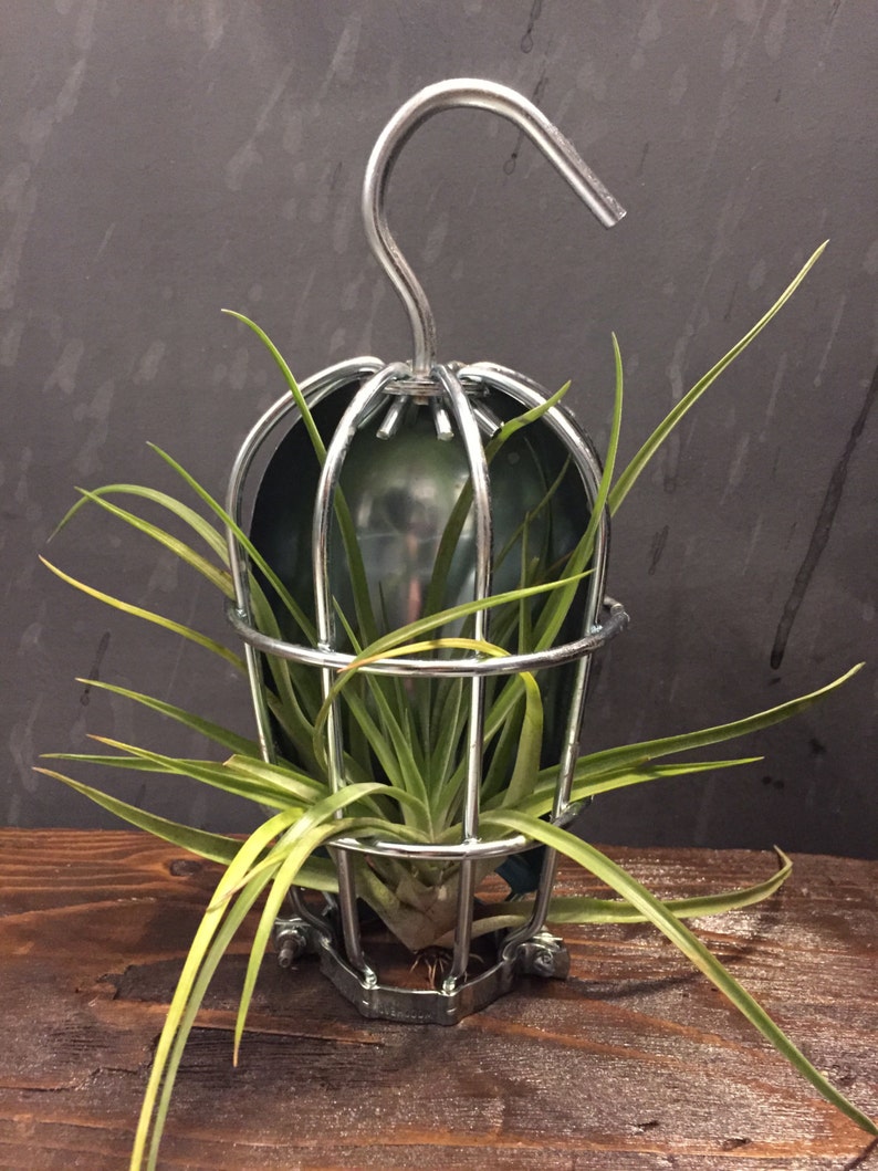 Industrial Styled Bulb Cage With Featured Air Plant Etsy UK