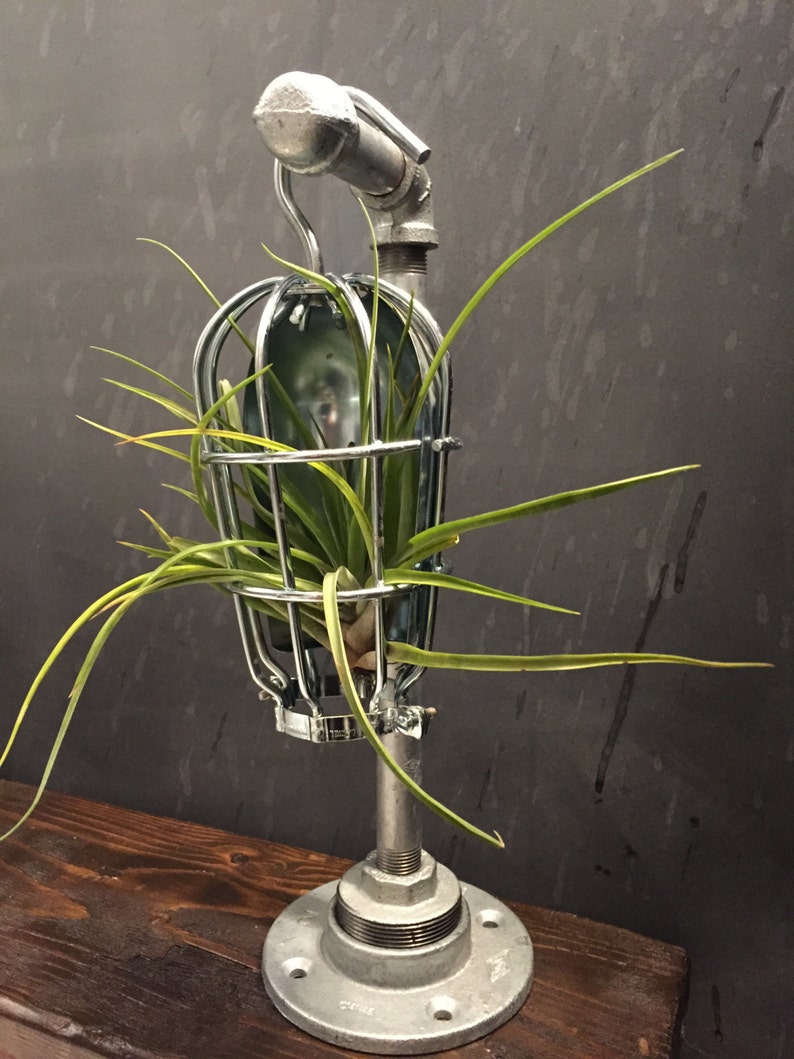 Industrial Styled Bulb Cage With Featured Air Plant Etsy