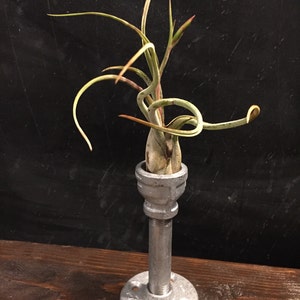 Small Air Plant Industrial Styled Stand with 1&quot; wide top - Includes Plant