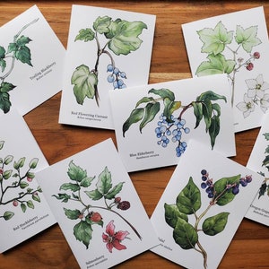 PNW Berries Botanical Notecards (Variety Pack of 8)