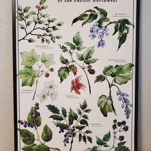 PNW Edible Berry Fine Art Print