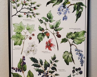 May include: A framed print titled "Edible Berries of the Pacific Northwest." The botanical illustration features various berries, including Red Huckleberry, Blue Elderberry, and Trailing Blackberry, with detailed drawings of leaves and fruit. The print is in a black frame.