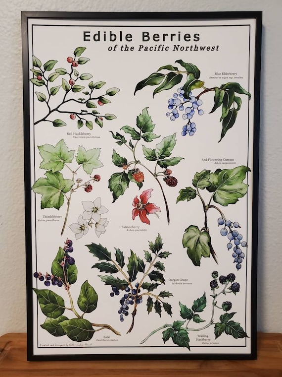 PNW Edible Berry Fine Art Print - Etsy