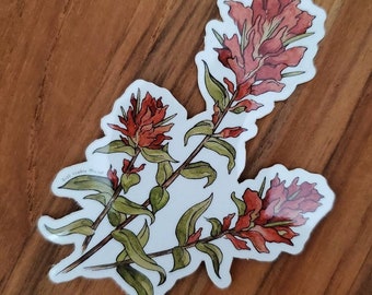 Scarlet Paintbrush Sticker (PNW Wildflower Series)