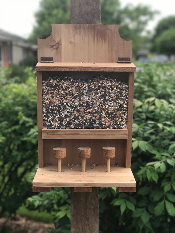 Squirrel Feeder Saloon Etsy