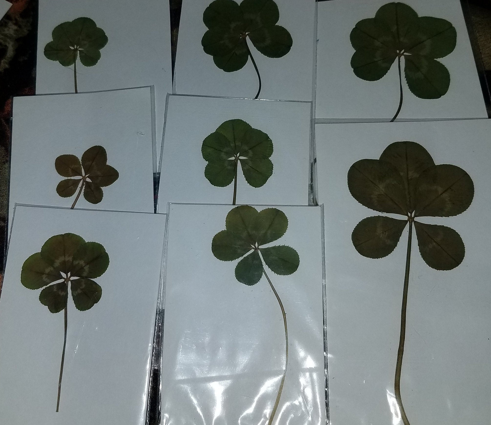 Real Four Leaf Clover Larger than Quarter 4 Leaf Clover Good Luck Item