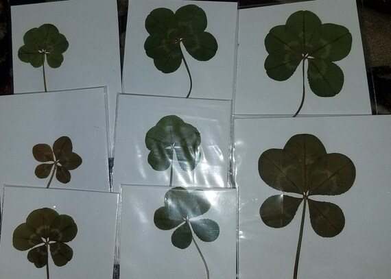 Real Five Leaf Clover True White 5 Leaf Clover Lucky Charm Etsy