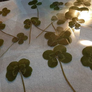 Real Four Leaf Clover - LAMINATED - True White 4 Leaf Clover - Lucky Charm - Scrap booking - Gift - Wallet Purse