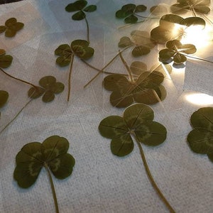 Real Four Leaf Clover - LAMINATED - True White 4 Leaf Clover - Lucky Charm - Scrap booking - Gift - Lucky Charm