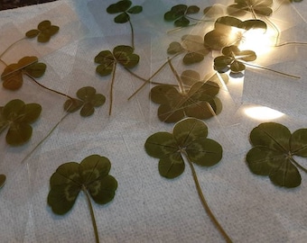Real Four Leaf Clover - LAMINATED - True White 4 Leaf Clover - Lucky Charm - Scrap booking - Gift - Lucky Charm