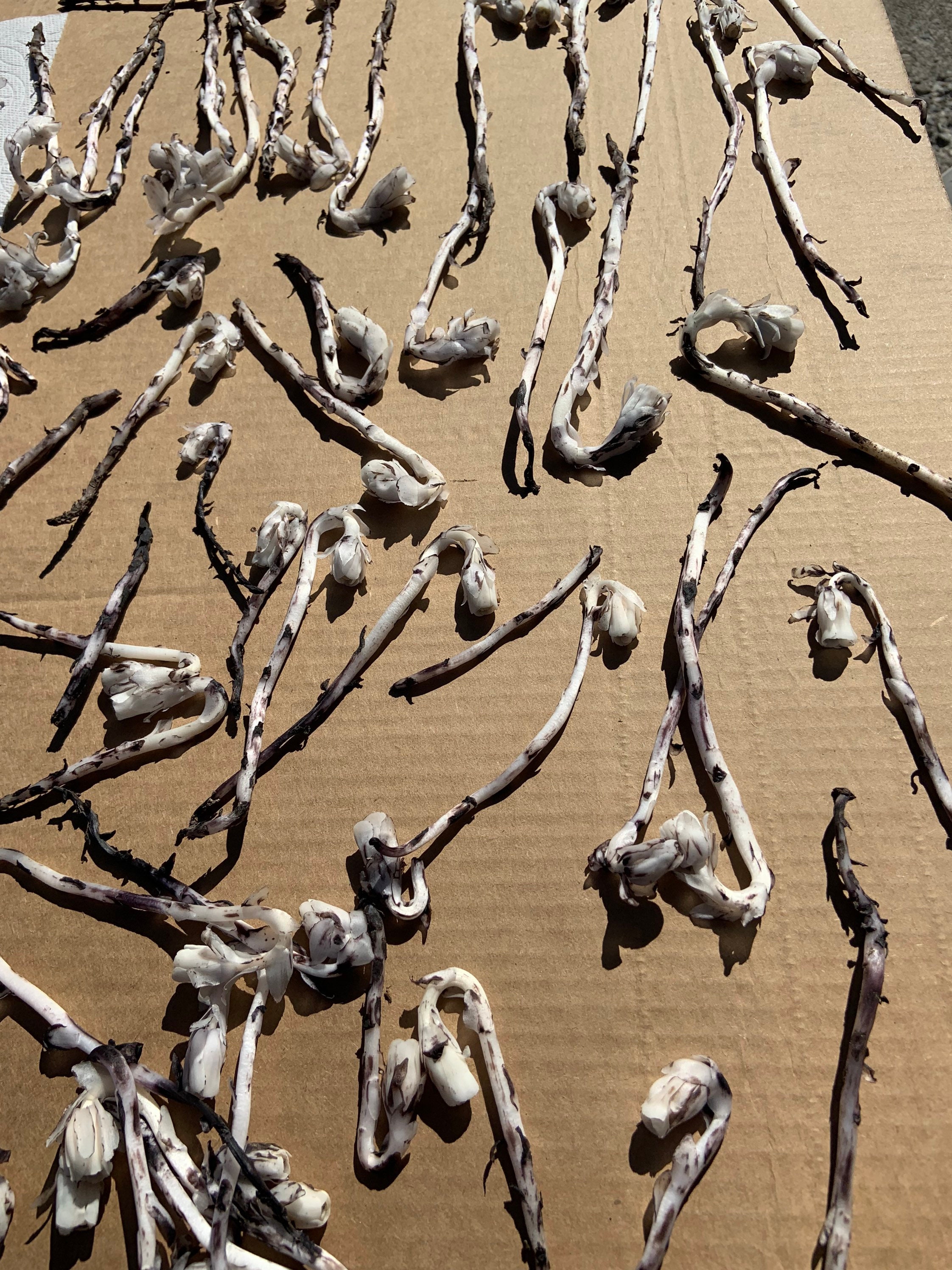 Dried Ghost Pipe Indian Pipe Whole Flower Plant Box of 10 Etsy