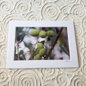 LADYBUGGED PHOTO - Olives, 5x7 mat/4x6 photo, hand painted ladybugs, Greece, Santorini