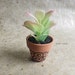 see more listings in the Faux Succulents section