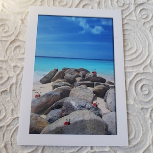 LADYBUGGED PHOTO - Aruba, 5x7 mat/4x6 photo, hand painted ladybugs