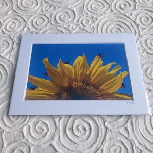 LADYBUGGED PHOTO - Sunflower, 5x7 mat/4x6 photo, hand painted ladybugs