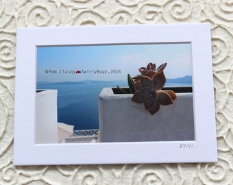 Cactus, Oia, 5x7 matted print, room art, Greece, Santorini