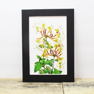Vintage 1970s Honeysuckle Print - 5 x 7 Print From Vintage Book.