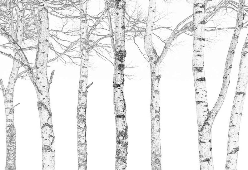 Black and White Outline of Aspen Trees Wall Mural Home Etsy