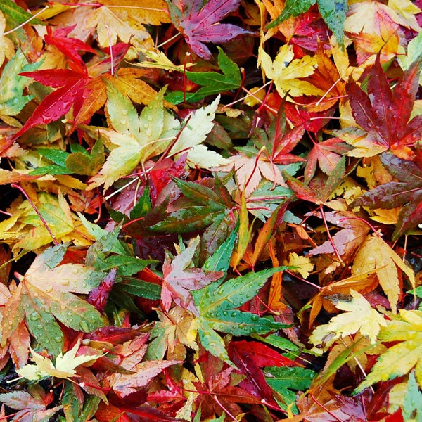 6" X 6" Colourful Japanese Maple Photo Card (Blank inside)