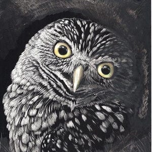 Owl, Burrowing Owl Scratchbord Original Art