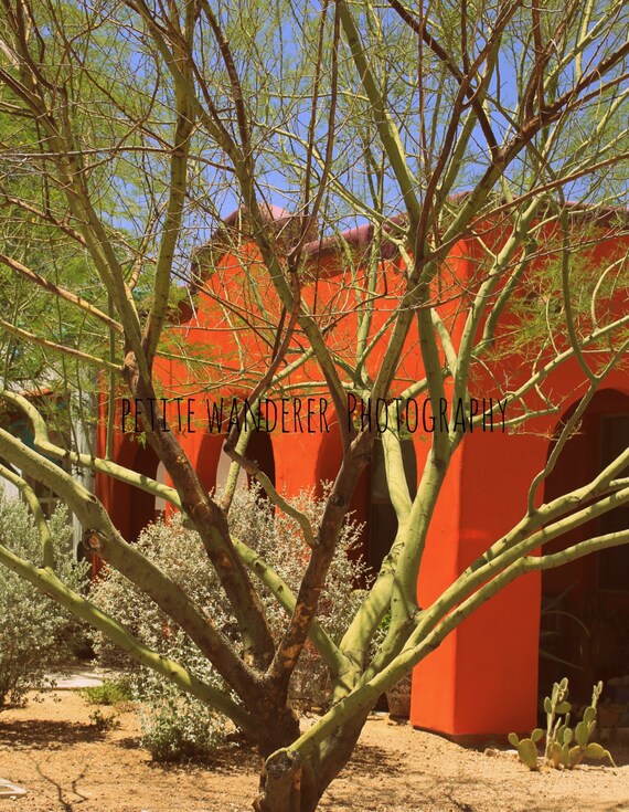 Palo Verde Baum Tucson Fotografie Orange Adobe Haus Etsy