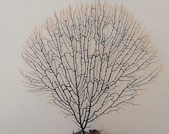 Sea Fan Coral Etsy