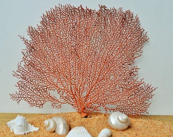 Sea Fan Etsy