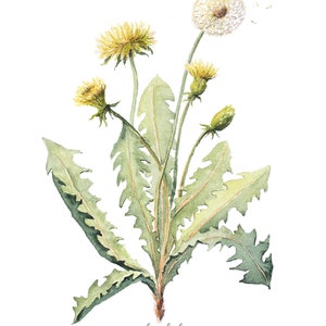 Dandelion DIGITAL DOWNLOAD Stampa botanica, Opere d'arte vegetale, Illustrazione di erbe, Taraxacum Fiore, Stampa, Medicinale immagine 2