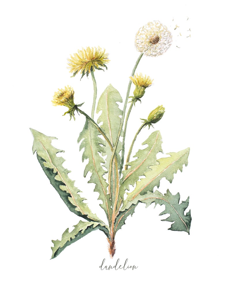 Dandelion DIGITAL DOWNLOAD Stampa botanica, Opere d'arte vegetale, Illustrazione di erbe, Taraxacum Fiore, Stampa, Medicinale immagine 2