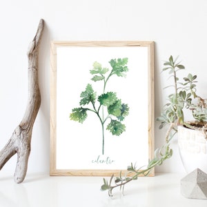 Cilantro DIGITAL Herb Watercolor Painting Garden, Botanical, Plant Artwork, Kitchen Decor, Farmhouse, Print INSTANT DOWNLOAD image 1