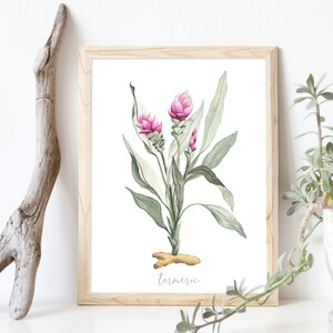 Puede incluir: Una ilustración acuarela enmarcada de una planta de cúrcuma rosa con hojas verdes. El texto "turmeric" está escrito en cursiva en la parte inferior de la imagen.