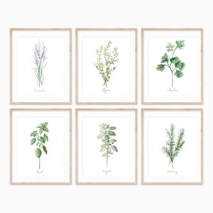 Kitchen Herbs Wall Art, Set of Six DIGITAL Watercolor Paintings-Basil, Rosemary, Cilantro, Oregano, Lavender, Thyme-Garden Herb Wall Art