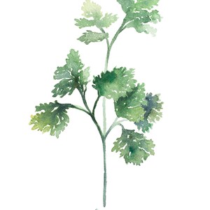 Cilantro DIGITAL Herb Watercolor Painting Garden, Botanical, Plant Artwork, Kitchen Decor, Farmhouse, Print INSTANT DOWNLOAD image 2