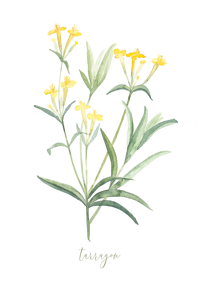 Tarragon Herb Wall Art Botanical Watercolor Painting Plant Etsy
