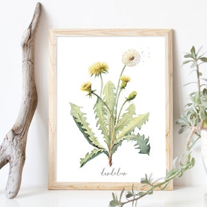 Dandelion DIGITAL DOWNLOAD Stampa botanica, Opere d'arte vegetale, Illustrazione di erbe, Taraxacum Fiore, Stampa, Medicinale immagine 1