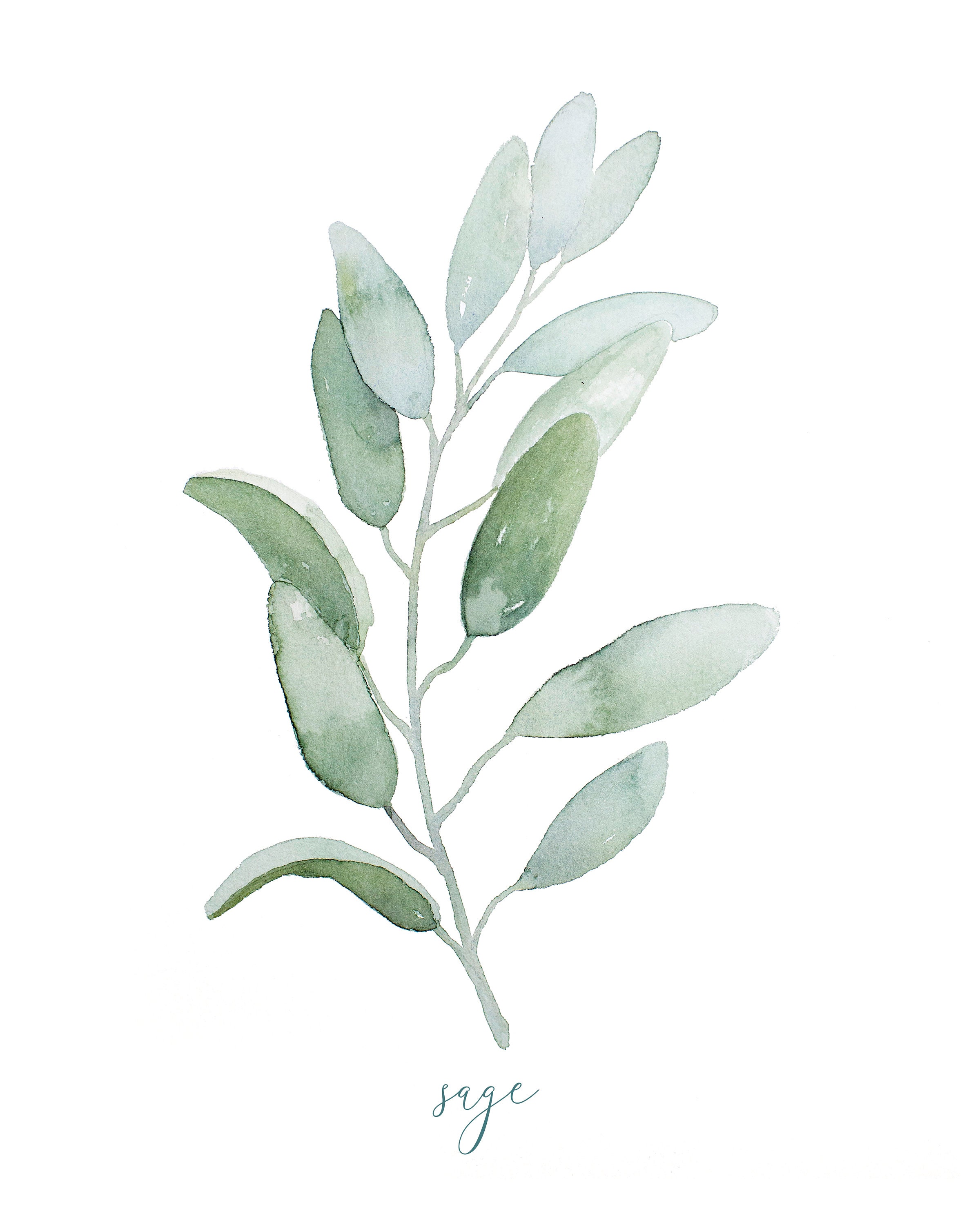 Sage Herb Watercolor Painting Digital Art Garden Botanical Etsy