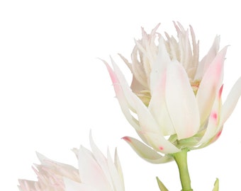 Blushing Bride Protea, faux protea, artificial flowers, wedding decoration, styling prop, set decoration