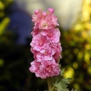 Artificial Double Pink Delphinium, faux delphinium, statement flowers, home decor, pink silk flowers, artificial delphinium, pink flowers