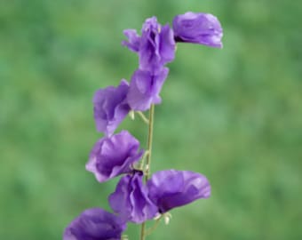 May include: A single stem of purple sweet pea flowers with multiple blooms.