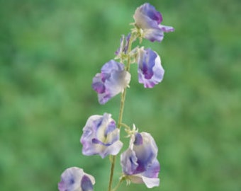 May include: A cluster of purple and white sweet pea flowers with delicate petals on a green stem.