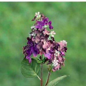 Luxury Artificial Mauve Lilac Stem, faux lilac, artificial lilac, faux mauve lilac, mauve flowers, wedding flowers