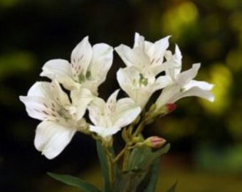 Artificial White Alstroemeria Lily, artificial lily, faux lily, artificial white lily