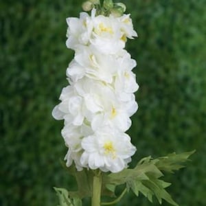 Artificial Double White Delphinium, faux delphinium, statement flowers, home decor, white silk flowers, artificial delphinium, home decor