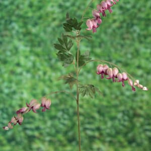 Artificial Mauve Bleeding Hearts Stem, faux dicentra, artificial dicentra, faux mauve bleeding hearts, wedding flowers